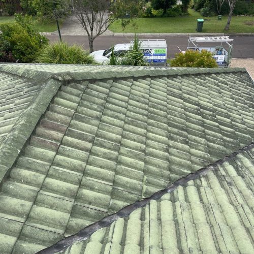 roof soft wash - green roof before